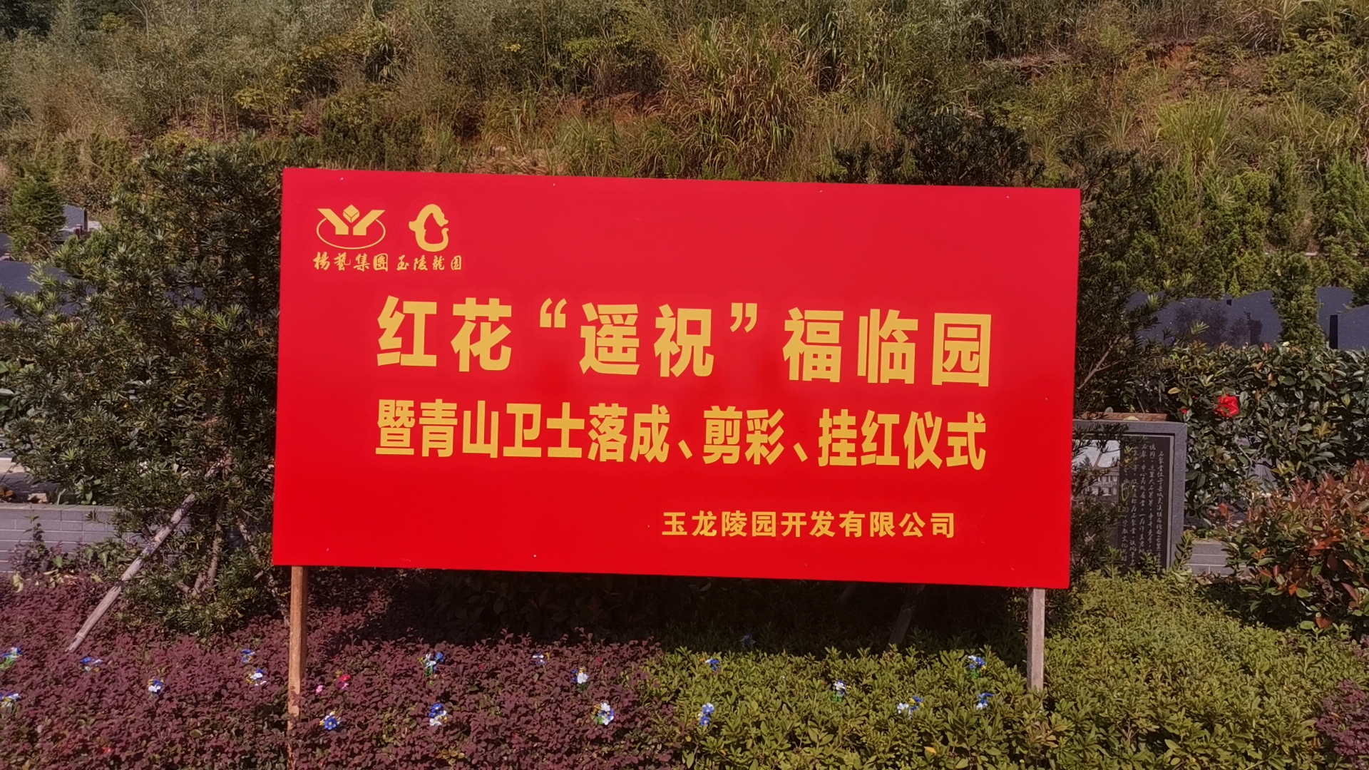 红花传爱意，情满玉龙园！